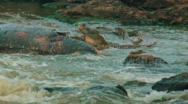Crocodile Fiesta – Massive Crocodiles Feasting from a Hippo Carcass!