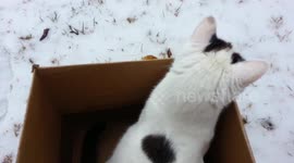 Cute Kitty Sled Riding in Cardboard Box
