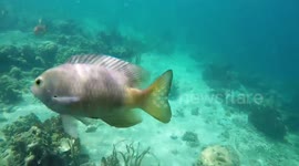 MEAN FISH - no filming on my property