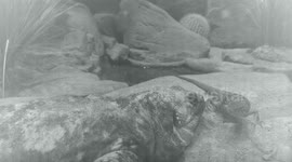 Listless lizard vs. larky lizard