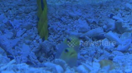 Funny fish fling feldspar