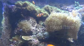 Abracadabra anemone