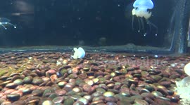 Jelly jostle