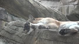 Content Cougar