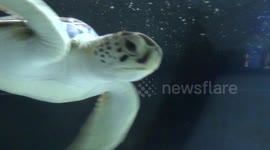 Turtle transit