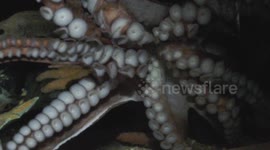 Octopus at the Georgia Aquarium