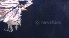 Lionfish look'er'on