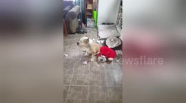 This dog looks extremely guilty