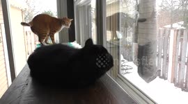 Squirrel trolls cats