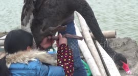 Police officers and villagers rescue a black swan trapped in pond