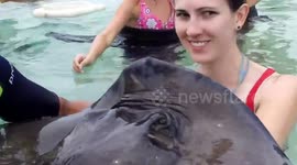 Woman gets stingray 'massage' in Grand Cayman
