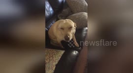 Dog looks extremely guilty after eating owner's thawing dinner