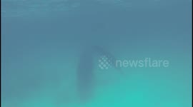 Feeding Humpback whale calf