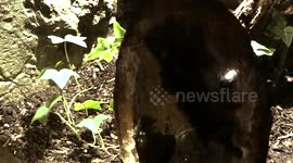 There's no spider in h...OH.