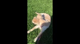 Puppy loves sunshine