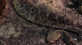Slow slithering snake