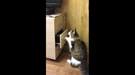 Bars the Maine Coon is looking for his favorite 'furry toy'