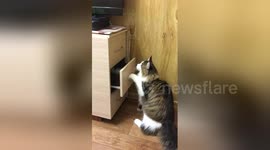 Cat learns how to open drawers