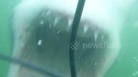 Great white shark tries to enter diving cage