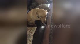 Newsflare Edit - Dog looks extremely guilty after eating owner's thawing dinner