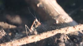 Baby Praying Mantis Eating a Fruit Fly... Alive