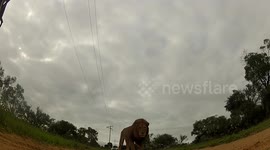 Newsflare Edit - Lion tries to swallow photographer's GoPro