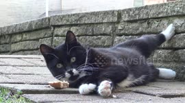 Soccer Cat - With bread not a ball