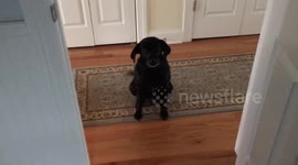 Dog wants her stuffed animals but is afraid of dryer door