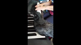 Cute baby crow loves listening to Clair de Lune on piano