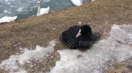 Good samaritan rescues frozen bird on the shore of a river