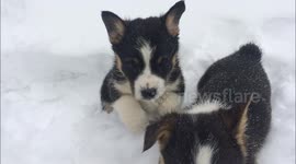 Corgi Snow Puppes