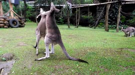 Baby Kangaroos Fight
