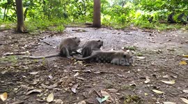 Grooming Monkeys