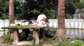 Funny White Tiger Mating