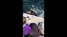 Mia feeding the sea lion