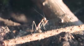 Baby Praying Mantis eats fly alive