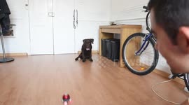 Puppy Lab Discovers a Massager and Loves It!