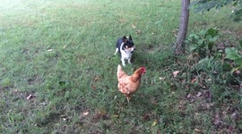 Wyatt Chirp takes on Big Bad Bella at standoff at Abbott Ranch Corgis