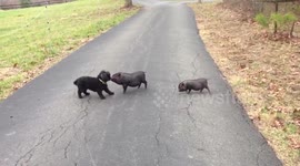 Coco the poodle meets the mini pigs