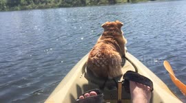 Corgi loves to kayak