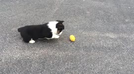 Corgi Puppies attacking everything compilation