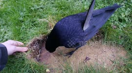 Amazing intelligent crow works in partnership with human to find food