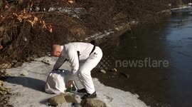 Release of a saved Common Coot