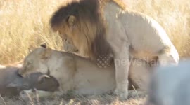 Lions mate while killing a warthog