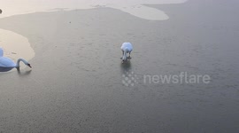 Swans Break Ice To Get To Food