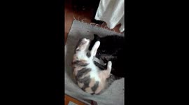 Cat and Dog love each other