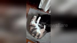 Newsflare Edit - Cat and Dog love each other