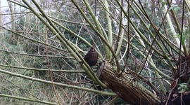 Black bird chirping on a branch