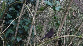 Black Bird on a branch
