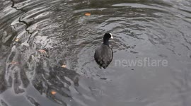 Coot dives and re surfaces